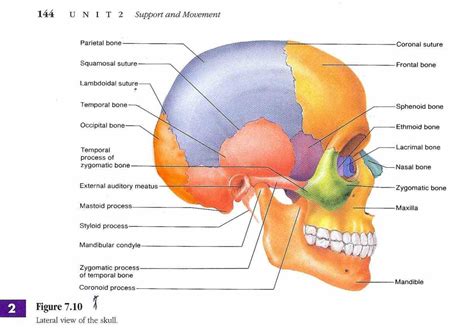 Labeled Diagrams Of Skull | MedicineBTG.com