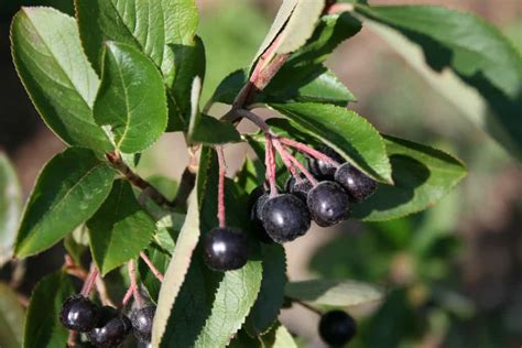 How to Grow Aronia Berries (Chokeberry), a Superfruit - Gardening Channel