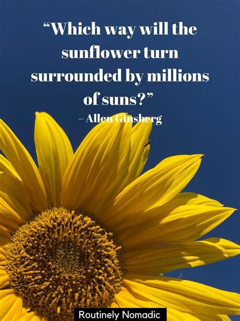 Sunflower Quotes: 100+ Amazing Sunflower Sayings | Routinely Nomadic