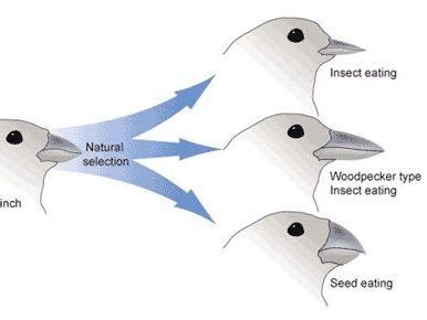 Massive bundle for speciation, gene flow, evolution and adaptations for IB and A Level ...