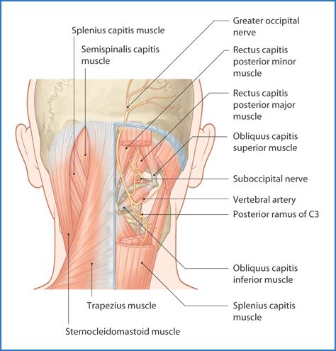 Suboccipital Region | Basicmedical Key