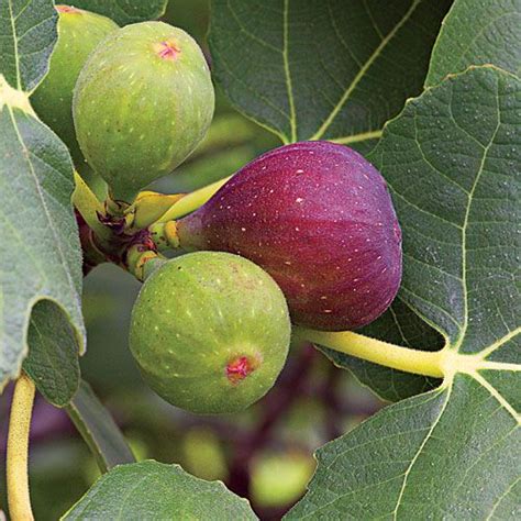 Fig Trees: Planting, Growing, And Harvesting Figs The Old, 45% OFF