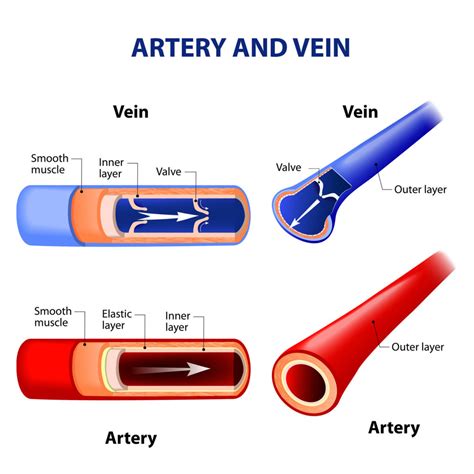 Veins And Arteries Diagram