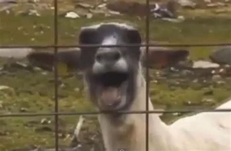 Trending: Bleating goat videos are a scream - nj.com