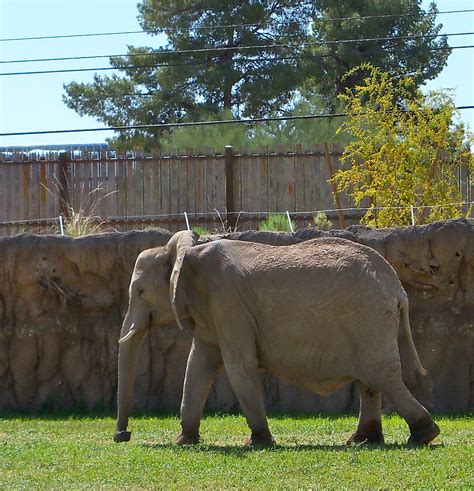 Courtyard Breezes: New Elephants at the Tucson Zoo!