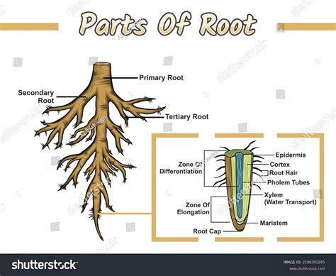 Root Anatomy: Over 26,785 Royalty-Free Licensable Stock Vectors & Vector Art | Shutterstock