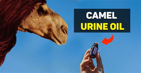 Camel Urine Oil (Hair Growth And Other Benefits) - The Daily Wildlife