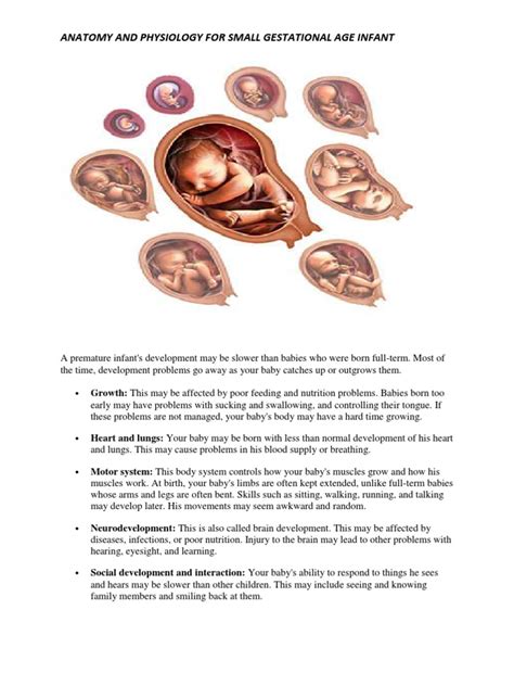 Anatomy for Sga | Infants | Preterm Birth