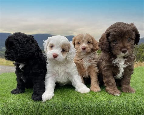 The Cavoodle Dog Breed: Everything You Need to Know