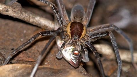 Fish-eating spiders 'widespread' - BBC News