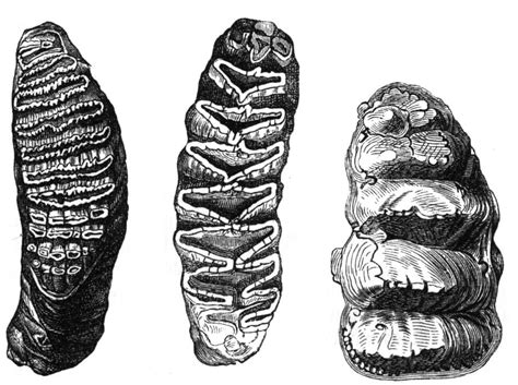 Specimen of the week 359: The Infant Elephant Molar | UCL UCL Culture Blog