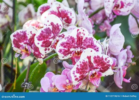 A Beautiful Bunch of Orchids Stock Photo - Image of orchids, tropical: 112719616