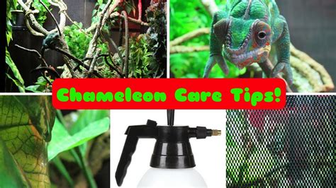 Chameleon Care Tips! - YouTube