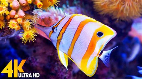 3 HOURS of 4K Underwater Wonders + Relaxing Music - The Best 4K Sea Animals for Relaxation(4K ...