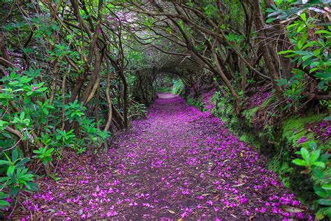 28 Magical Paths Begging To Be Walked | Bored Panda