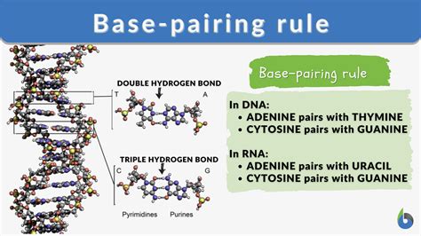 Base-pairing rule - Definition and Examples - Biology Online Dictionary