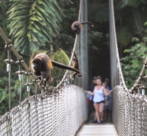 Monkeys Jungles And Volcanoes - BucketList Travel Beyond Limits