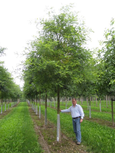 Styphnolobium japonicum (Sophora japonica) - Japanese Pagoda Tree - Deepdale Trees