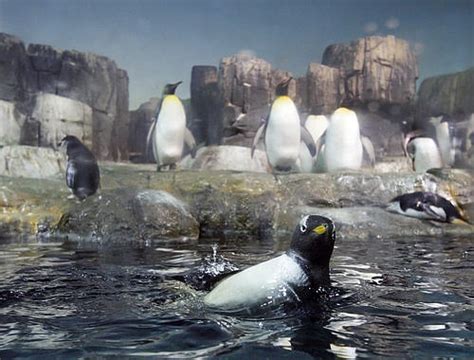 King Penguins at Central Park Zoo | New York Post