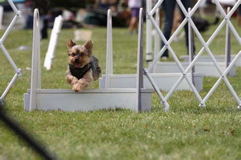 Yorkshire Terrier Agility Training | 1001doggy.com