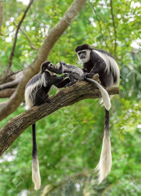 Family of black and white colobus monkeys sitting on a tree in rainforest Stock Photo - 40686954 ...