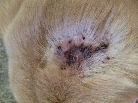 Why does he have these scabs? (With gross pictures) | Golden Retriever Dog Forums