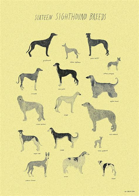 Sixteen Sighthound Breeds Print, Dog Breed Poster, Art Print, Dog Illustration Pencil, Home ...