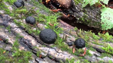 Black Mushroom On Tree - All Mushroom Info