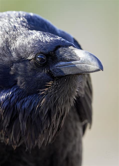 Raven-Nevermore by JestePhotography on DeviantArt