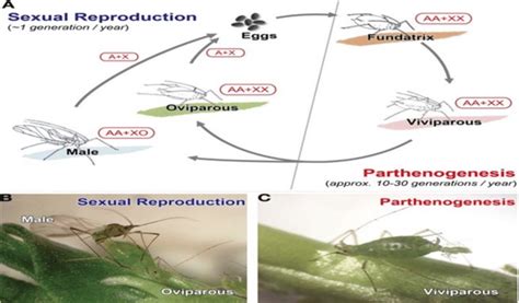 Typical annual life-cycle of aphids, (A) Schematic diagram of a typical... | Download Scientific ...