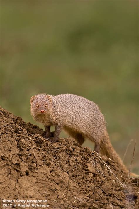 Wildlife photography: Indian Grey Mongoose