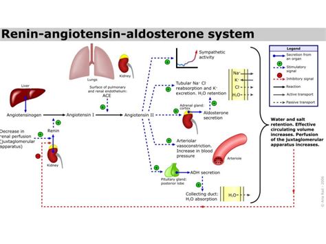 Hyperaldosteronism 3 26-14