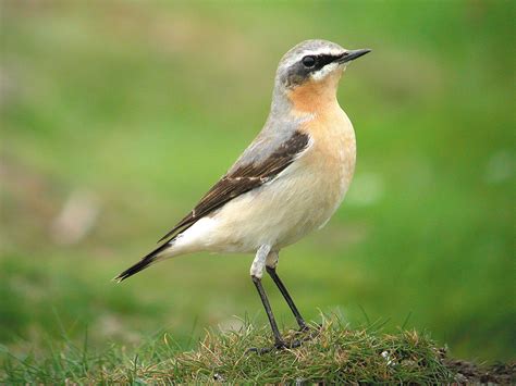 Wheatear - BirdWatch Ireland