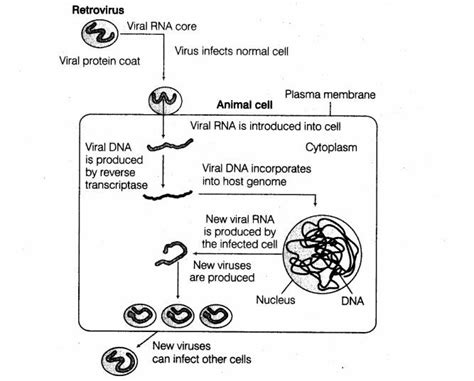 Sketch the diagrammatic representation of replication of retrovirus ...