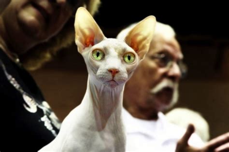 Sphynx - Information, Health, Pictures & Training Pet Paw