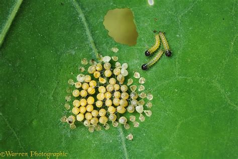 Large White Butterfly eggs photo WP36364