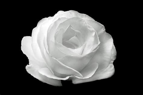 White Rose On The Black Background Free Stock Photo - Public Domain Pictures
