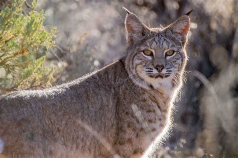 Wildlife On Red River Hiking Trails - M Vacation Properties & Resorts