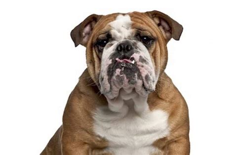 Old Tyme Bulldog - Ultimate Guide (Temperament, Personality, Health etc.)