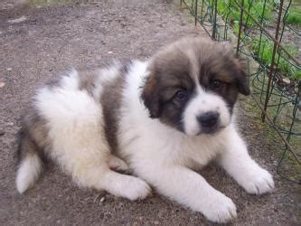 Tornjak Info, Temperament, Puppies, Pictures