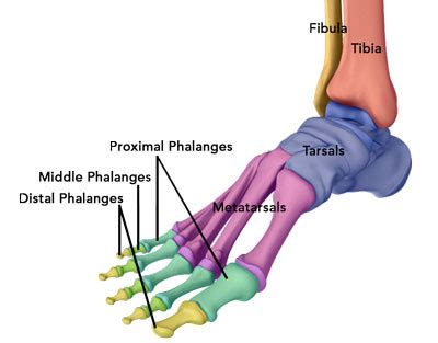 HOW MANY PHALANGES DOES A HUMAN HAVE? - Total Care Podiatry