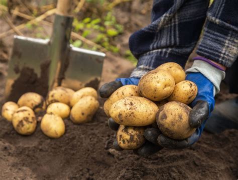 4 Tips For Harvesting Potatoes From Your Garden