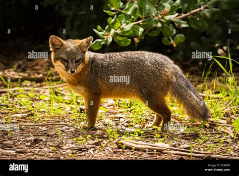 Island fox (Urocyon littoralis), Santa Cruz Island, Channel Islands National Park, California ...