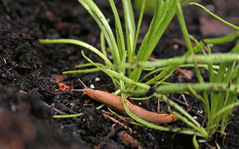 Tips to Keep a Vegetable Garden Healthy and Productive in the Midwest ...