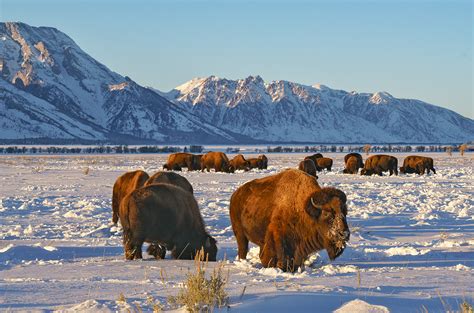 Cold Bison | Grand Teton National Park, Wyoming | Stan Rose Images