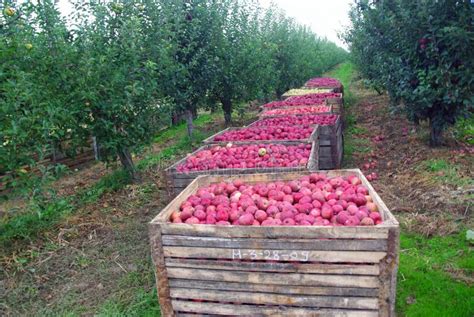 Apple orchard harvest stock photo. Image of agriculture - 16490054