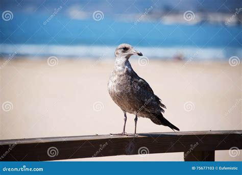 A Brown Seagull on the Pier Stock Image - Image of beach, ocean: 75677103