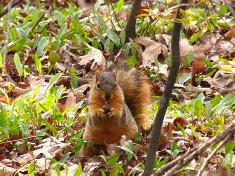 The Everyday Adventurer: Squirrel Behavior