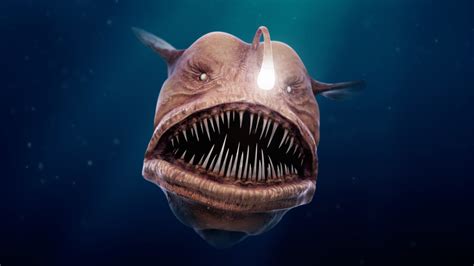 Thomas Veyrat - Big bad Angler fish