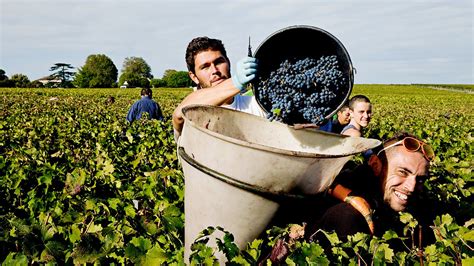 Wine Harvest 2015: Bordeaux Winemakers Believe the Vintage Is a ...